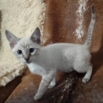 Savannah Snow Lynx Point spotted female DOB 12-7-23