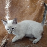 Savannah Snow Lynx Point spotted female DOB 12-7-23