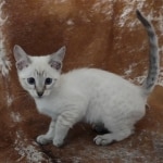 Savannah Snow Lynx Point spotted female DOB 12-7-23