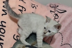 Savannah F-6SBT Snow Female DOB 5/27/25