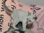 Savannah F-6SBT Snow Female DOB 5/27/25