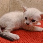 Savannah-Kitten-Snow-1