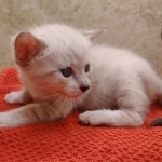 Savannah-Kitten-Snow-3