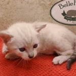 Savannah-Kitten-Snow-4