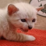 Savannah-Kitten-Snow