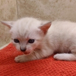 Savannah-Kitten-Snow2