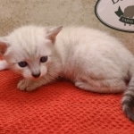 Savannah-Kitten-Snow4