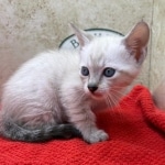 Savannah-snow-female-F-6SBT-kitten-a