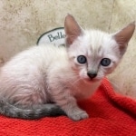 Savannah-snow-female-F-6SBT-kitten-b