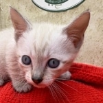 Savannah-snow-female-F-6SBT-kitten-c