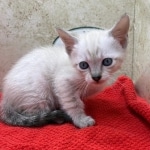 Savannah-snow-female-F-6SBT-kitten