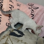 Snow-female-savannah-kitten-a