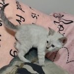 Snow-female-savannah-kitten-b