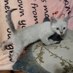 Snow-female-savannah-kitten-d