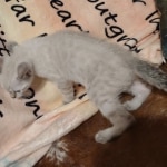 Snow-female-savannah-kitten-e