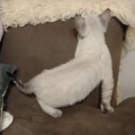 Snow-female-savannah-kitten