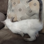 1_Snow-girl-1-F-6SBT-