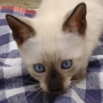 F-6SBT-Snow-Female-1-DOB-6-11-24b
