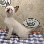 F-6SBT-Snow-Female-1-DOB-6-11-24f
