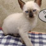F-6SBT-Snow-Female-1-DOB-6-11-24g