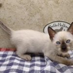 F-6SBT-Snow-Female-1-DOB-6-11-24h