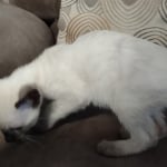 Snow-girl-1-F-6SBT-a