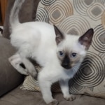 Snow-girl-1-F-6SBT-b