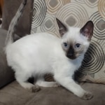 Snow-girl-1-F-6SBT-d