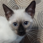 Snow-girl-1-F-6SBT-e