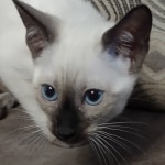 Snow-girl-1-F-6SBT-f