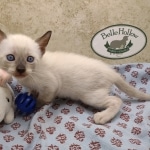 Available Savannah  F-6SBT Snow female