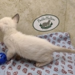 Available Savannah  F-6SBT Snow female