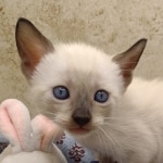 Available Savannah  F-6SBT Snow female