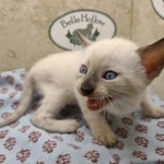 Available Savannah  F-6SBT Snow female