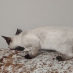 Snow savannah female 