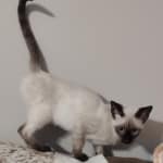 Snow savannah female