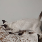 Snow savannah female 