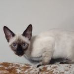 Snow savannah female 