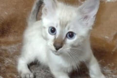 Savannah Kitten F-6SBT Snow Male #1 DOB 11-21-24
