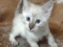 Savannah Kitten F-6SBT Snow Male #1 DOB 11-21-24