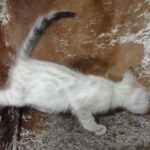 Savannah-F-6SBT-Snow-Male-a4