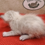 Snow-Male-1-