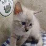 Snow-Male-1-DOB-11-21-24-