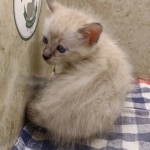 Snow-Male-1-DOB-11-21-24-A