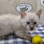 Snow-Male-1-DOB-11-21-24-b