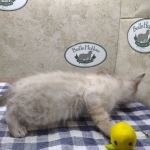 Snow-Male-1-DOB-11-21-24-c