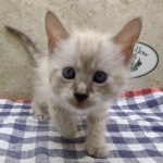 Snow-Male-1-DOB-11-21-24-d