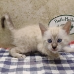 Snow-Male-1-DOB-11-21-24-e