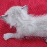 Snow-Male-1-f