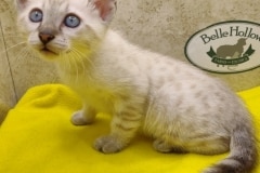 Savannah F-6SBT Snow Male #1 DOB 12-7-23